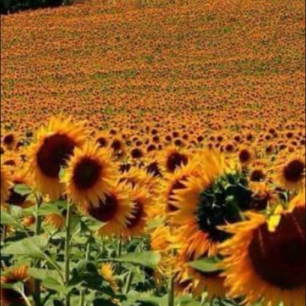 Meet your Posher, Laurie